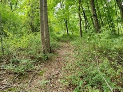 Leafy trees and underbrush line either side of a trail through the woods.